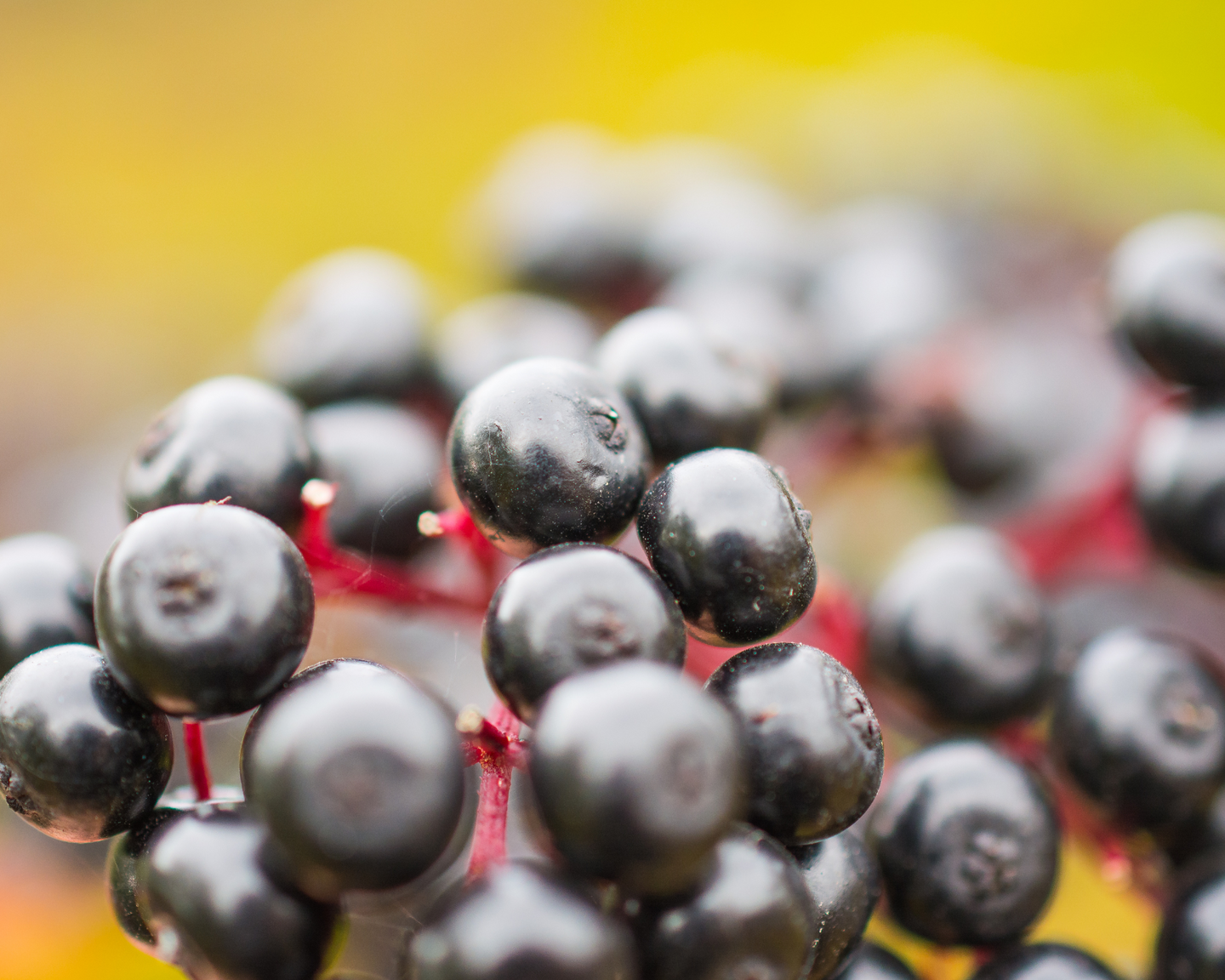 Elderberry Gummies: A Delicious and Effective Immune Boosting Supplement