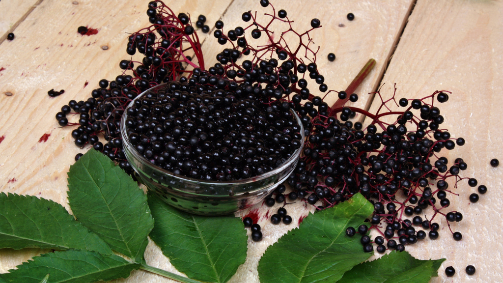 Elderberry Gummies: The Immune-Boosting Superfood in a Convenient Form
